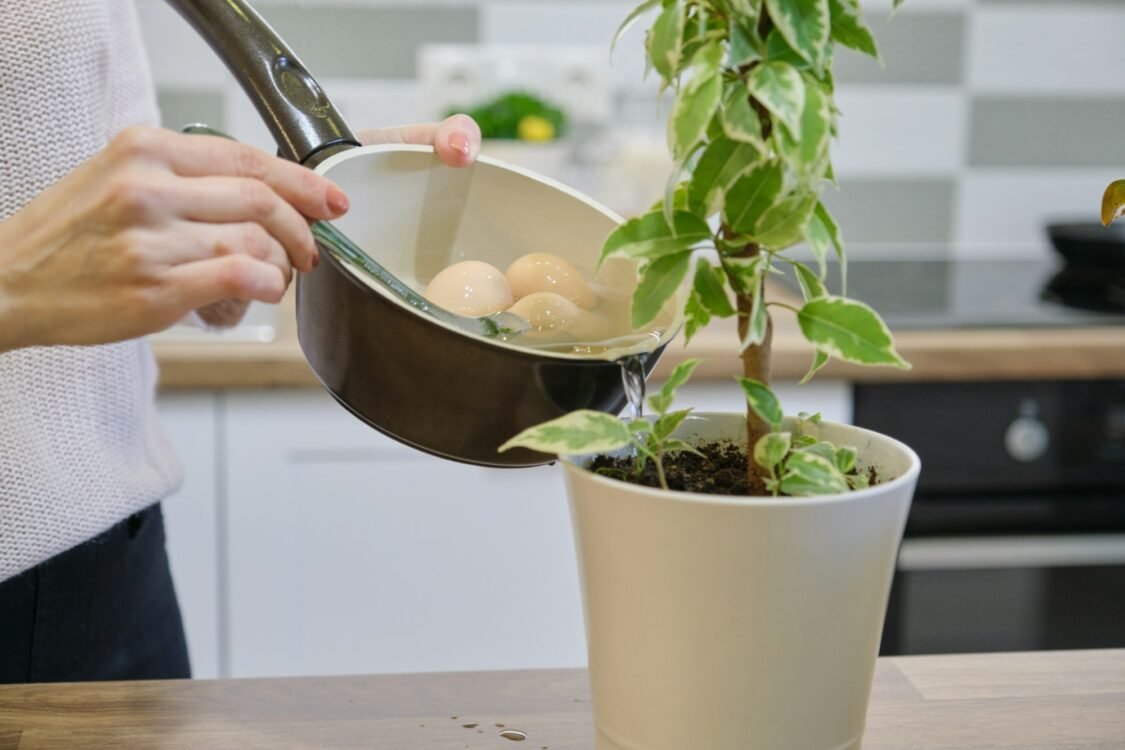 Natural fertilizer water after boiling eggs, woman watering plant in pot